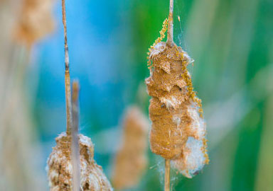 迷你轰炸机平台